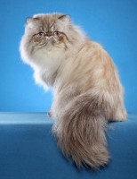 Picture of Himalayan (aka Persian)