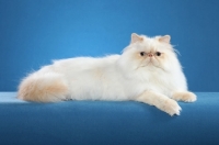 Picture of Himalayan cat (aka Persian)