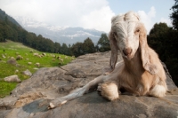 Picture of himalayan goat