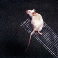 Picture of himalayan satin mouse