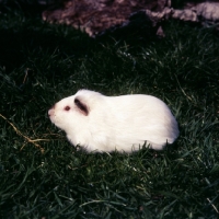 Picture of himalayan short-haired guinea pig on grass