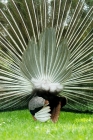 Picture of hind view of indian blue peacock