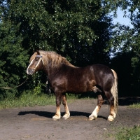 Picture of hintaras, lithuanian heavy draught horse stallion in russia,