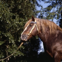 Picture of hintaras, lithuanian heavy draught horse portrait