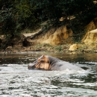 Picture of hippo in the river nile in murchison falls np, east africa 