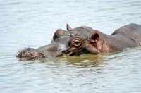 Picture of Hippo in water