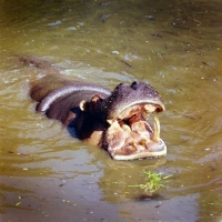 Picture of hippo opening mouth at whipsnade