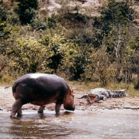 Picture of hippo walking towards a crocodile