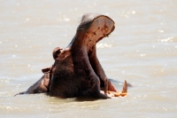 Picture of Hippo yawning