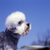 Picture of his nibs faire katie, dandie dinmont in usa, portrait in profile
