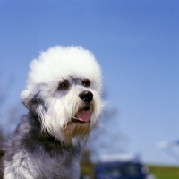 Picture of his nibs faire katie, dandie dinmont, portrait