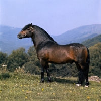 Picture of hisley woodcock, dartmoor pony stallion full body 