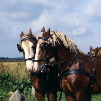 Picture of Hjelm and Tito, two Frederiksborgs in harness having a word