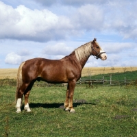 Picture of Hjelm, beautiful Frederiksborg stallion in Denmark