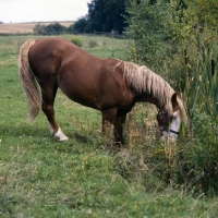 Picture of Hjelm, Frederiksborg kneeling down and grazing