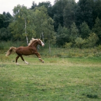 Picture of Hjelm, Frederiksborg stallion cantering 