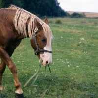 Picture of Hjelm, Frederiksborg stallion eating reeds from waterside