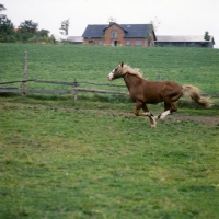 Picture of Hjelm, Frederiksborg stallion galloping