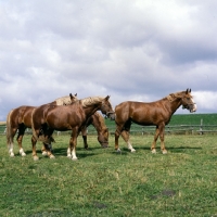 Picture of Hjelm, Martini, Rex Bregneb, Tito Naesdal four Frederiksborg stallions in field