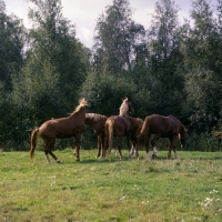Picture of Hjelm, Martini, Rex Bregneb, Tito Naesdal 4 Frederiksborg stallions acting up in field