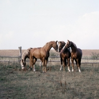 Picture of Hjelm, Martini, Rex Naesdal, Tito Bregneb Frederiksborg stallions communication