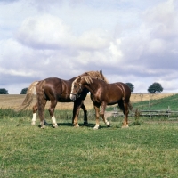 Picture of Hjelm, Martini, Tito Naesdal , three Frederiksborg stallions in field