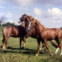 Picture of Hjelm, Martini, Tito Naesdal  three Frederiksborg stallions enjoying arguement