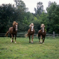 Picture of Hjelm, Rex Bregneb, Tito Naesdal, three Frederiksborg stallions trotting towards camera