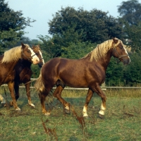 Picture of Hjelm, Rex Naesdal, Tito Bregneb three Frediksborg stallions walking in field in late sun