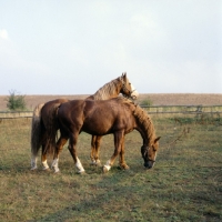 Picture of Hjelm, Rex Naesdal two Frederiksborg stallions in field