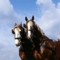 Picture of Hjelm, Tito Naesdal, Frederiksborg stalions in harness low angle view 