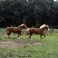 Picture of Hjelm, Tito Naesdal, two Frederiksborg stallions trotting across field