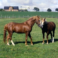 Picture of Hjelm, Tito Naesdal, two Frederiksborg stallions in Denmark