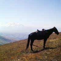 Picture of Hobbled Kabardine horse in Caucasus mountains, mt Elbruz in background