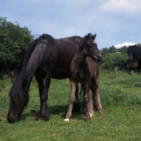 Picture of hodgson brimfield bonny & yarlton montgomery front view of dales pony with foal