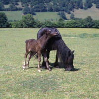 Picture of Hodgson Brimfield Bonny & Yarlton Montgomery Dales Pony with foal