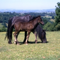 Picture of Hodgson Brimfield Bonny & Yarlton Montgomery Dales Pony grazing with foal