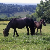 Picture of Hodgson Brimfield Bonny & Yarlton Montgomery, Dales pony with foal full body 
