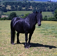 Picture of Hodgson Brimfield Bonny front view of dales pony