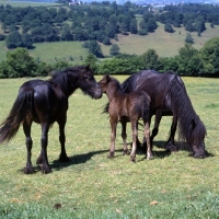 Picture of Hodgson Brimfield Bonny with foal Yarlton Montgomery and another dales mare