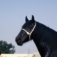 Picture of hodgson lane delight, dales pony, head 