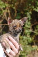 Picture of holding a Smooth Chihuahua