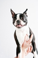 Picture of holding up Boston Terrier