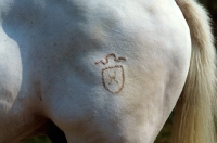 Picture of holstein brand