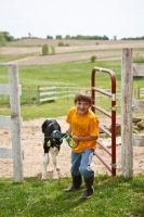 Picture of Holstein calf with boy