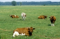 Picture of holstein cattle in field in holland