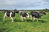 Picture of holstein dairy cows at grass in summer