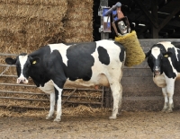 Picture of holstein dairy cows having a back rub in the yard