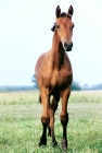Picture of holstein foal at elmshorn