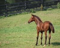 Picture of Holstein foal in field